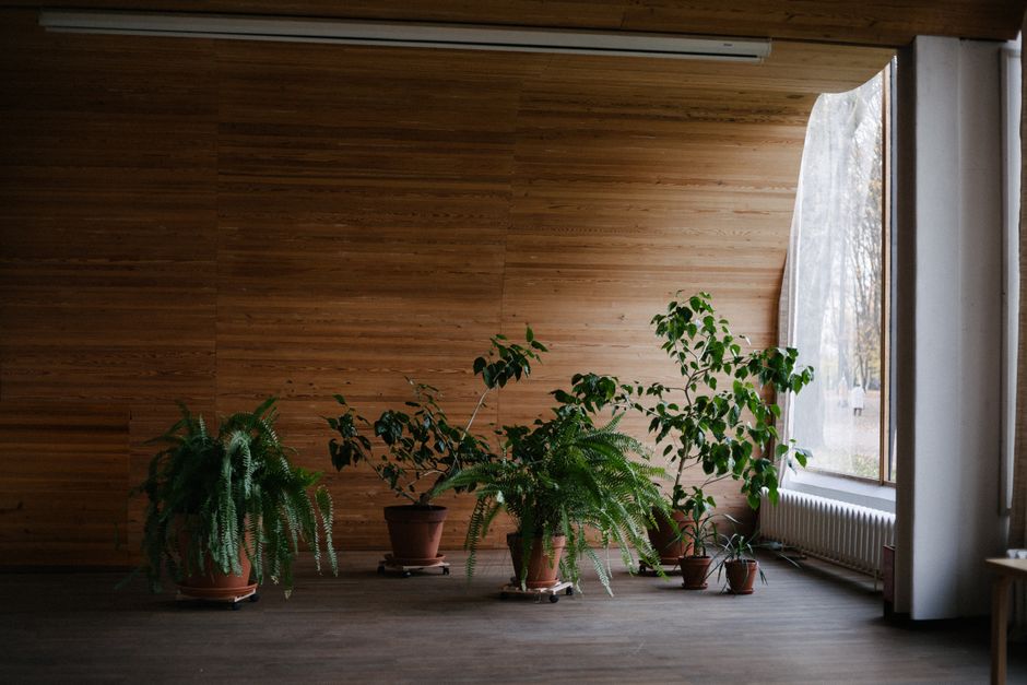 Groene talismanplanten voor huiselijke bescherming. Groene talismanplanten voor huiselijke bescherming.