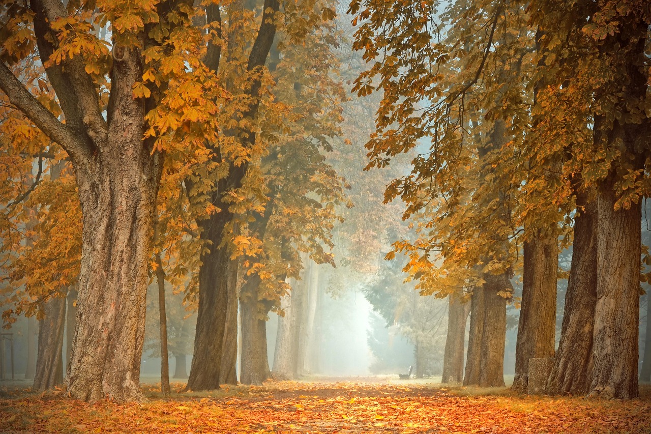 Kikkerlandschap met warme herfsttinten en zonsondergang. Kikkerlandschap met warme herfsttinten en zonsondergang.
