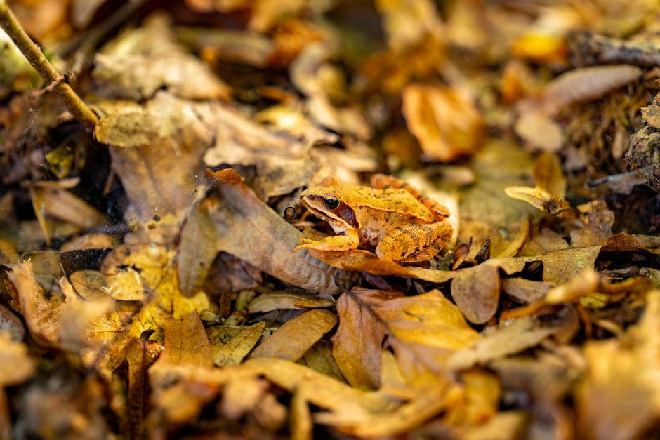Vredig moerasgezicht in herfstkleuren met kikker. Vredig moerasgezicht in herfstkleuren met kikker.